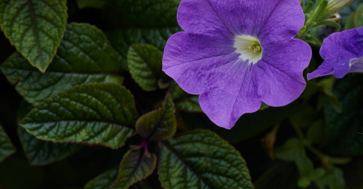 Are Petunias Poisonous to Dogs or Cats - Petunia
