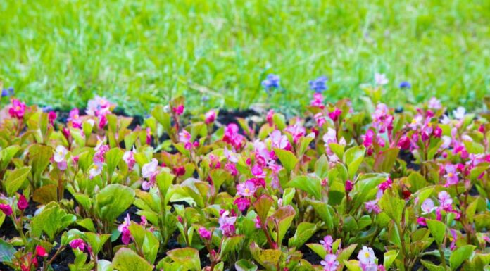 Are Begonias Poisonous to Dogs or Cats - Begonia