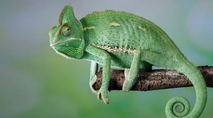 Camaleonte Vs Lucertola: quali sono le differenze?
