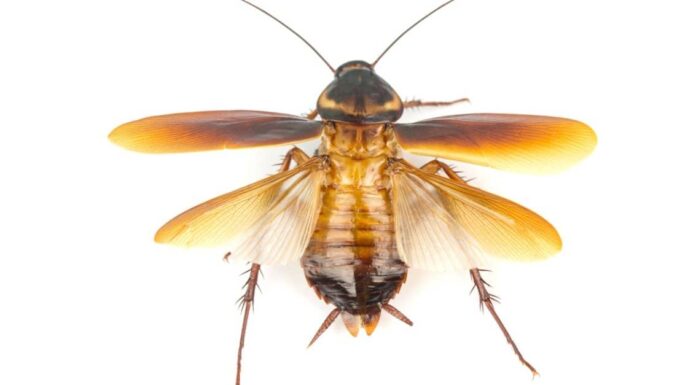 Gli insetti hanno il cervello?
