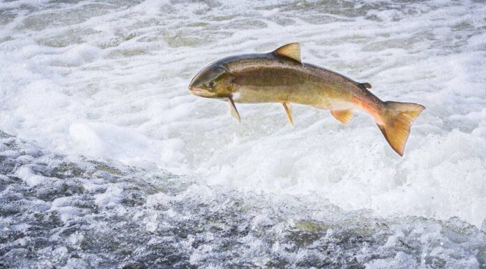 Salmone rosso vs salmone atlantico: qual è la differenza?
