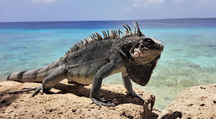 Iguana Vs Camaleonte: quali sono le differenze?
