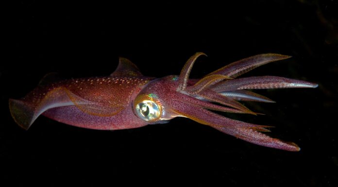 Calamaro gigante vs calamaro colossale: qual è la differenza?
