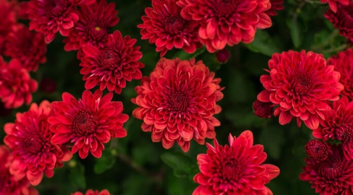 Le mamme sono velenose per cani o gatti?
