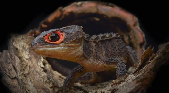 cutest baby lizard horny toad