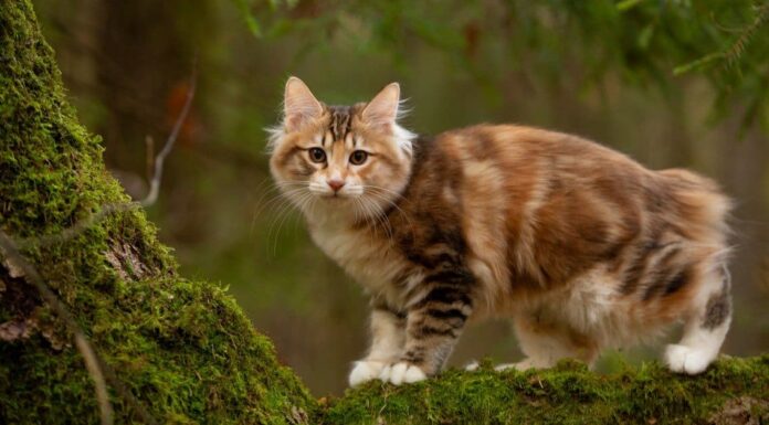 Gatto contro serpente a sonagli: chi vincerebbe in un combattimento?
