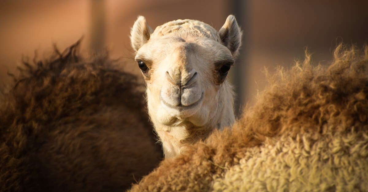 baby camel portrait