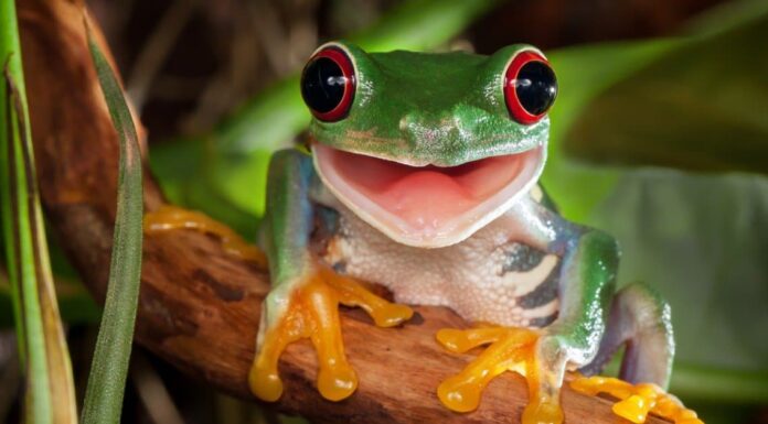  Perché le rane gracchiano?  Perché Ribbit?
