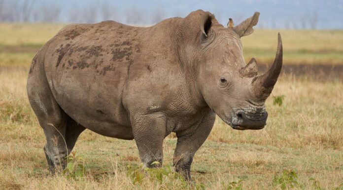 I rinoceronti sono dinosauri?
