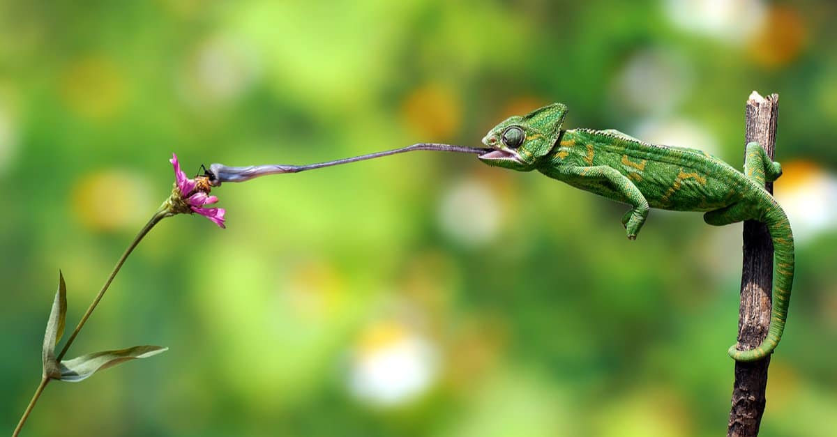What Do Veiled Chameleons Eat - Chameleon on Branch