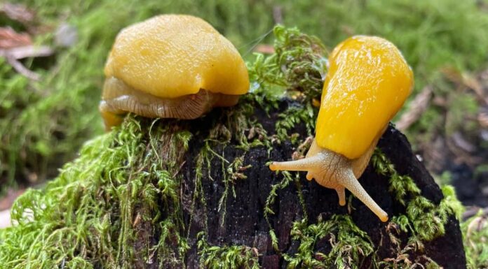 Le lumache sono velenose o pericolose?
