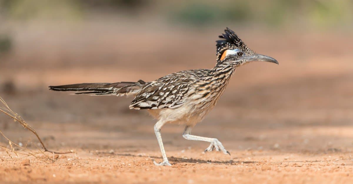Roadrunner Vs Rattlesnake: chi vincerebbe in un combattimento?
