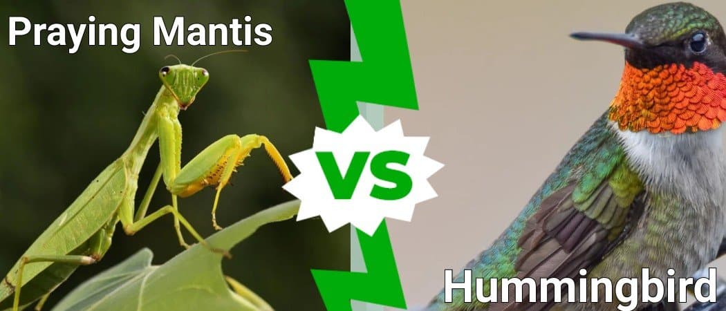 Praying Mantis vs Hummingbird: chi vincerebbe in un combattimento?