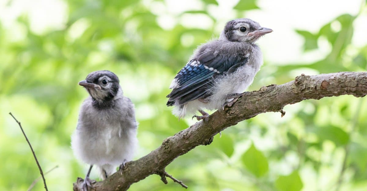 baby blue jay closeup