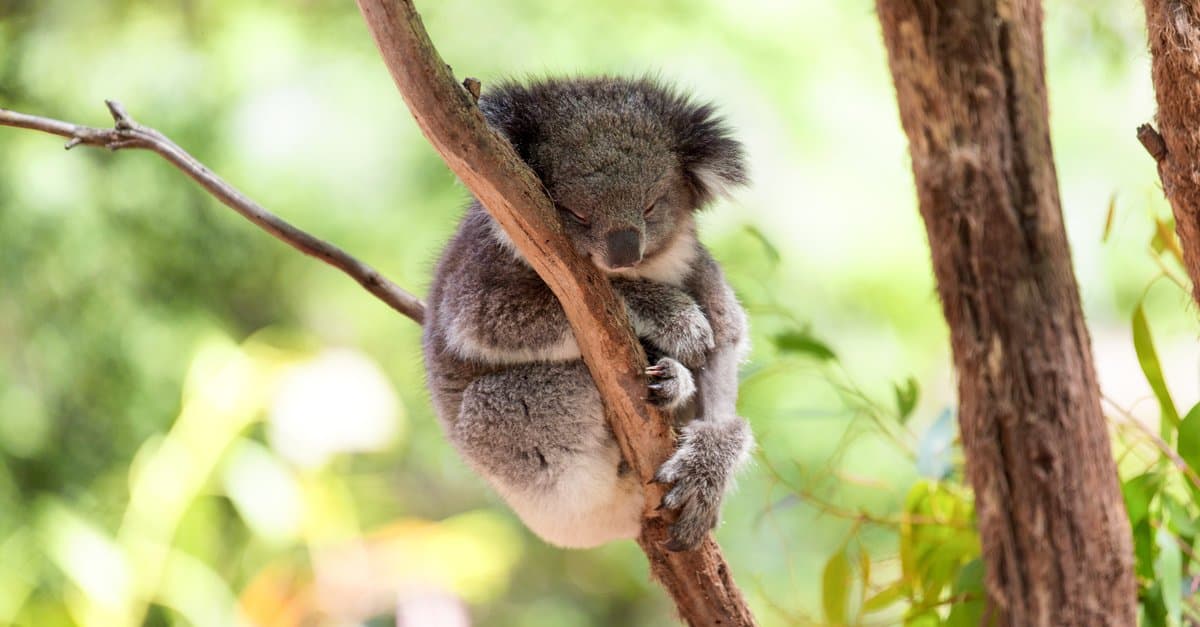 baby koala and mother