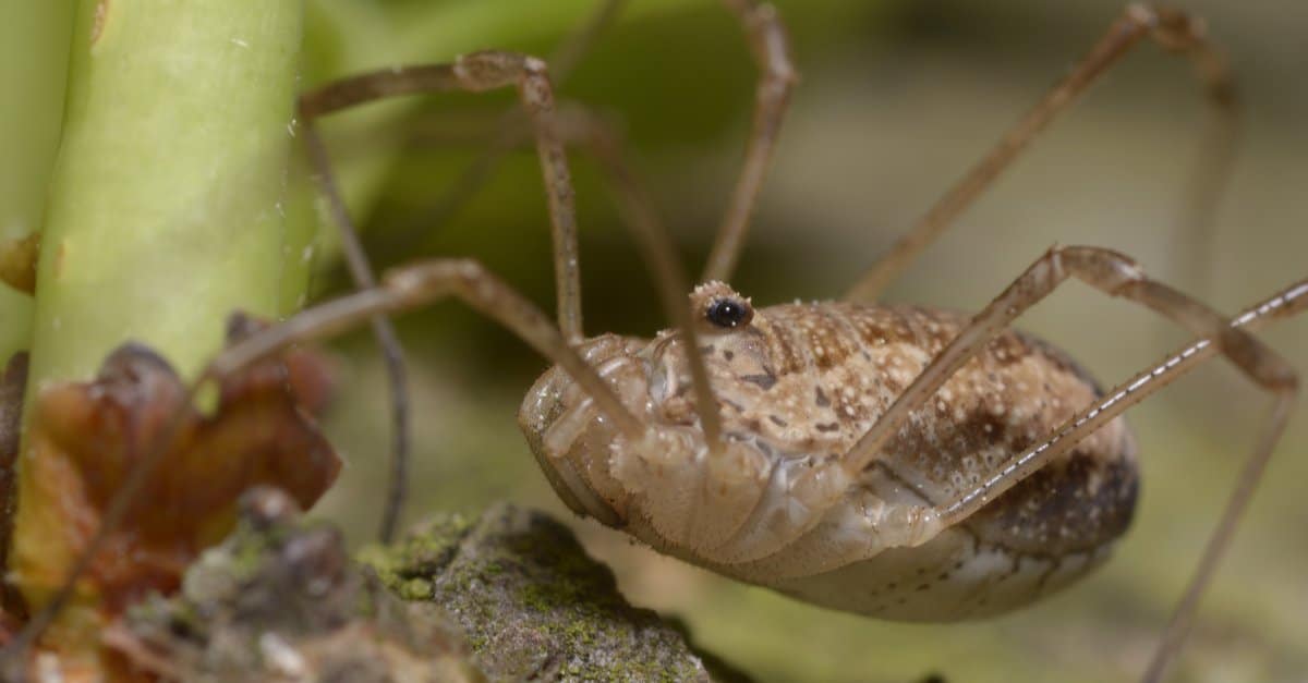 Are Granddaddy Longlegs Poisonous or Dangerous - Granddaddy Longlegs