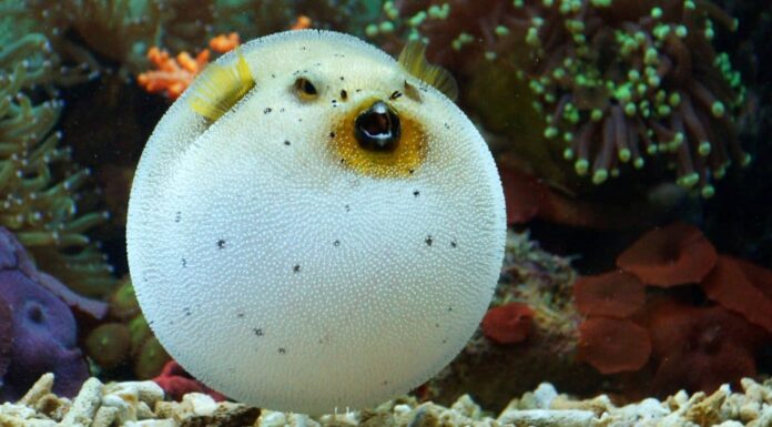 Freshwater Pufferfish - Congo Pufferfish