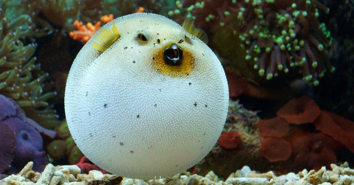 Freshwater Pufferfish - Congo Pufferfish