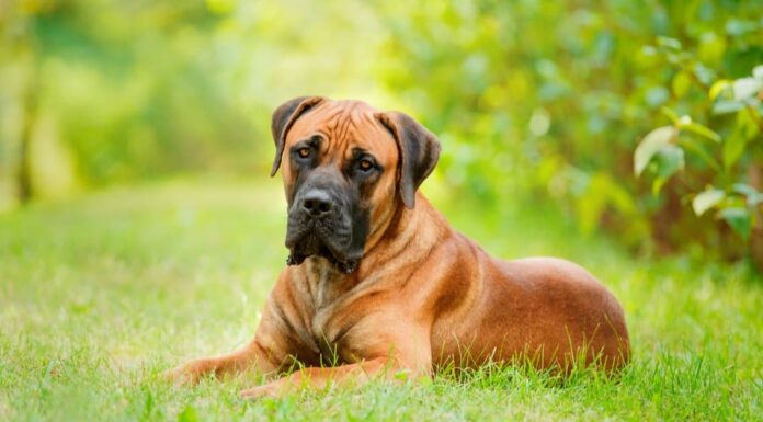 Boerboel vs Cane Corso: qual è la differenza?
