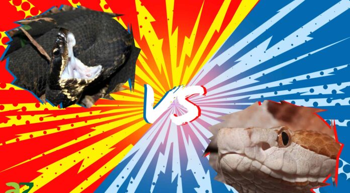 Cottonmouth vs Copperhead: qual è la differenza?

