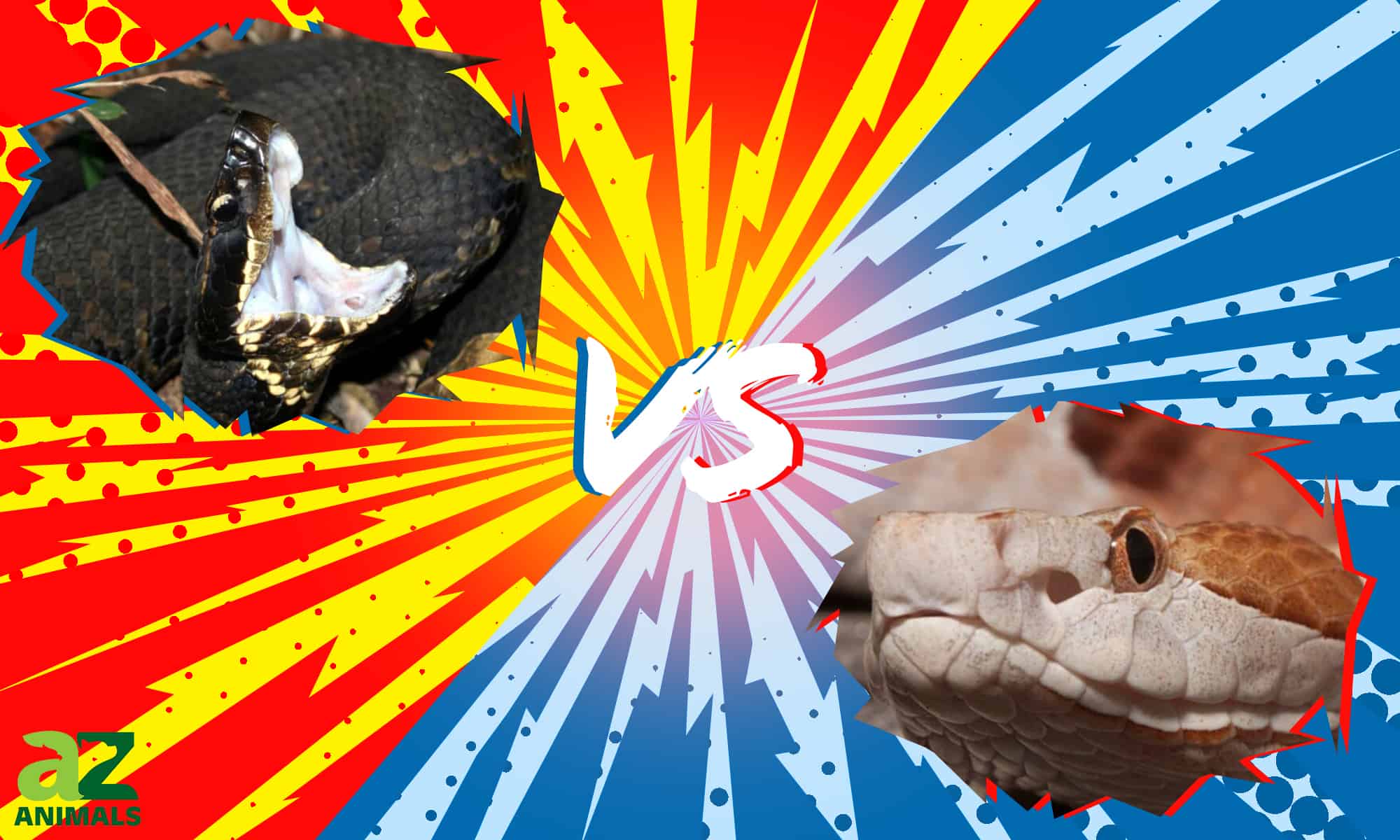 Cottonmouth vs Copperhead: qual è la differenza?
