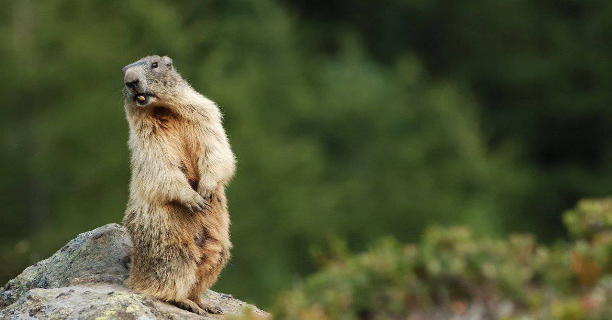 Marmotta Vs Marmotta: 6 differenze spiegate