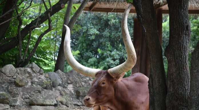 Bue contro mucca: quali sono le differenze?
