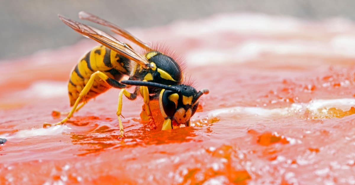 Wasp vs Yellow Jacket: spiegate 5 differenze chiave