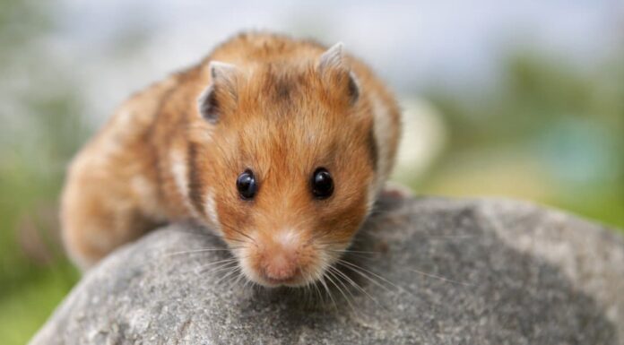 Criceto vs porcellino d’India: quali sono le differenze? Criceto vs porcellino d'India: quali sono le differenze?