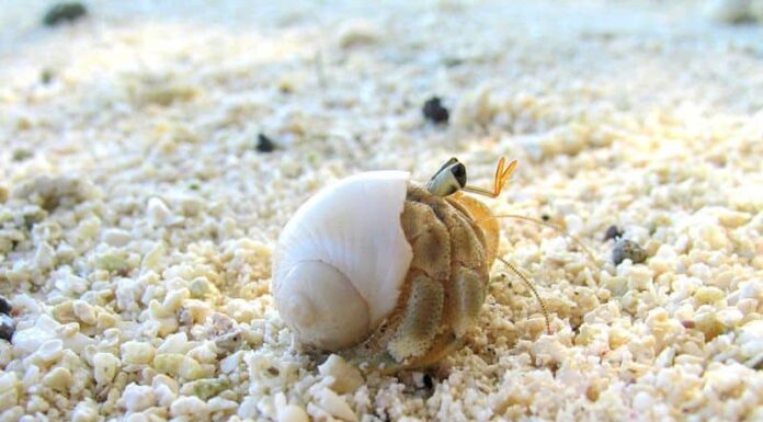 Sand crab, a Hermit Crab from Caribbean Sea isolated on white background.