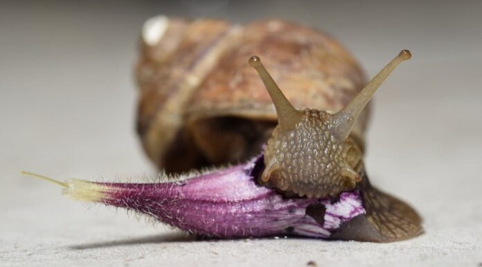 Quanto dormono le lumache?
