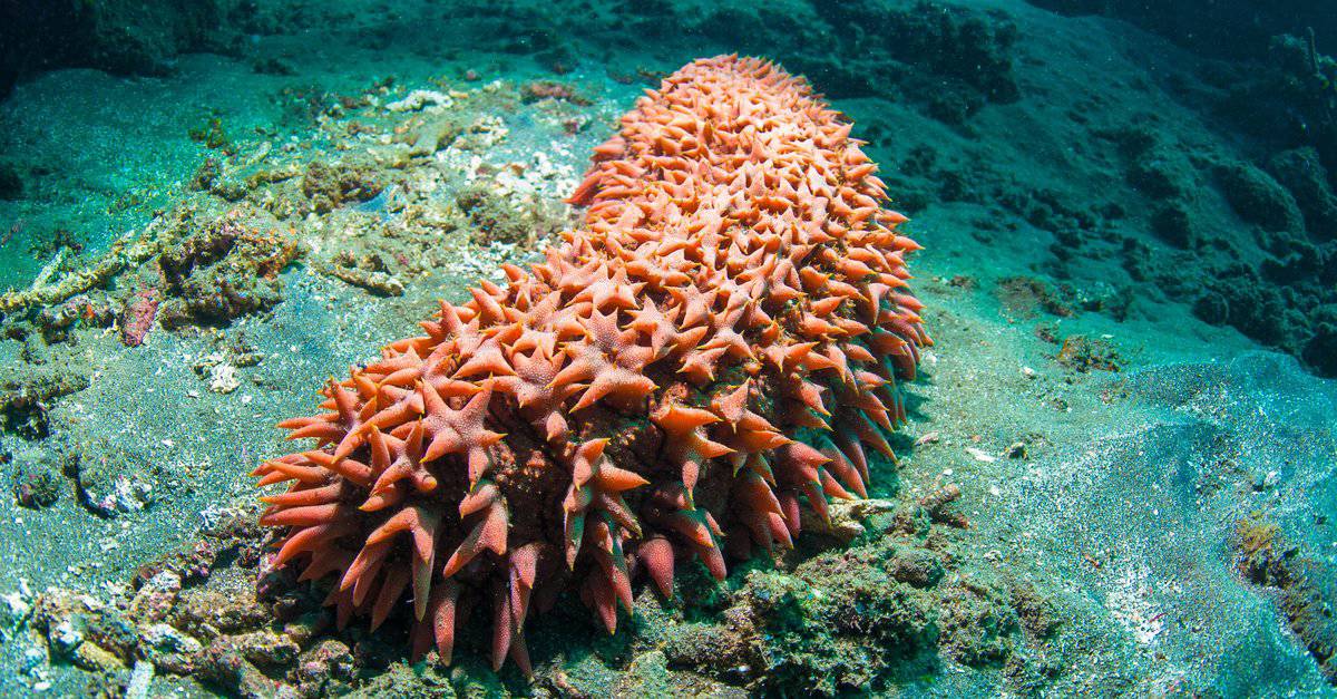 What Do Sea Cucumbers Eat