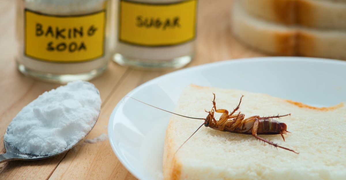 Scegliere il miglior assassino di scarafaggi per la tua casa