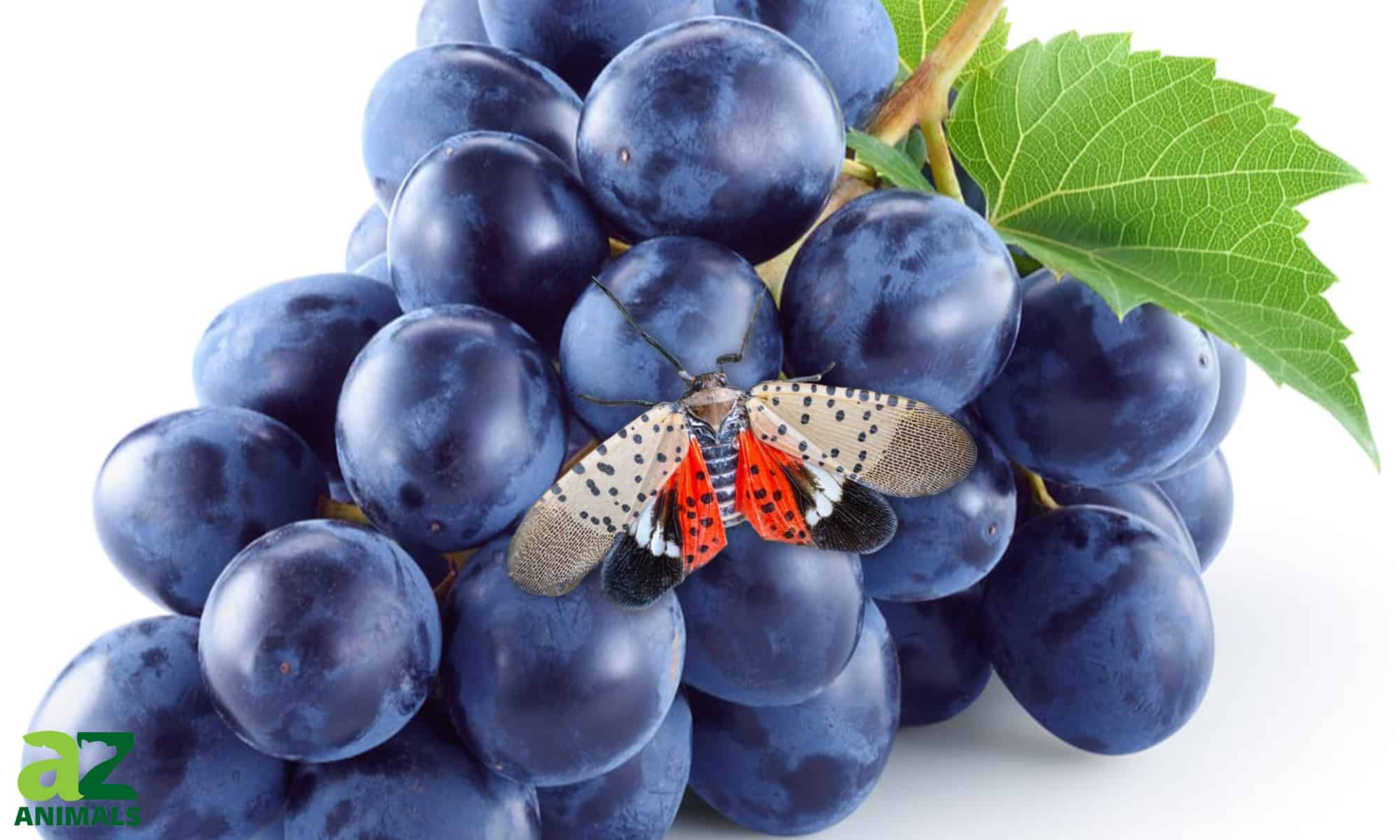 Cosa mangiano le lanterne?  16 Alimenti Nella Loro Dieta