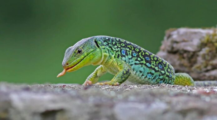 jacksons chameleon lizards with spikes