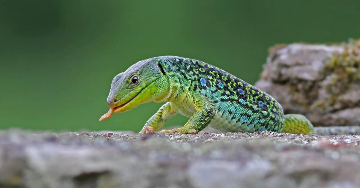 jacksons chameleon lizards with spikes