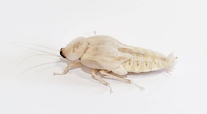 Cockroach Life Cycle - American Cockroach