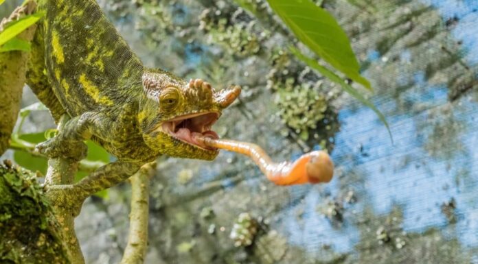 Lingue di lucertola: cosa le rende così uniche?
