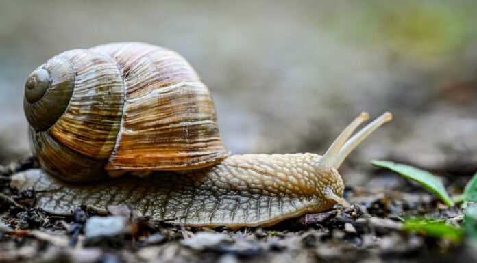  Cosa mangiano le lumache d'acqua?  I loro 5+ cibi preferiti
