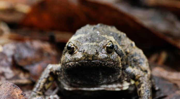 Rane paffute: sono buoni animali domestici?
