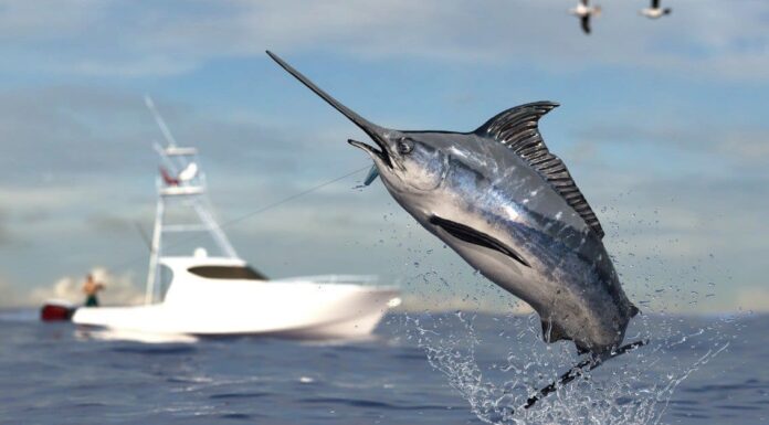 marlin vs swordfish