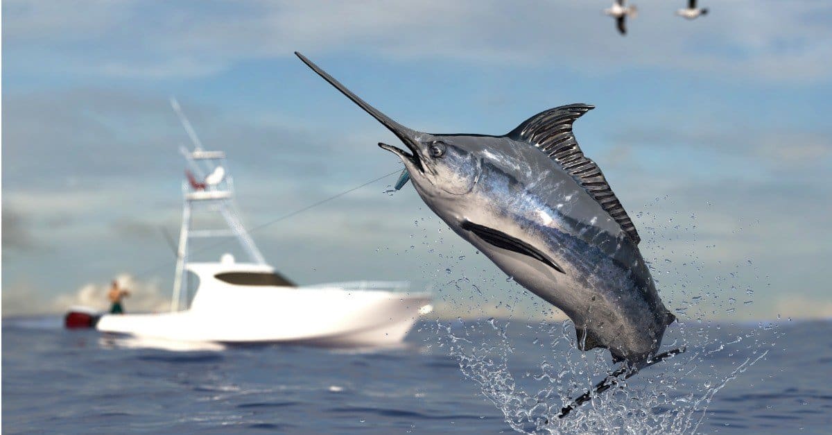 marlin vs swordfish