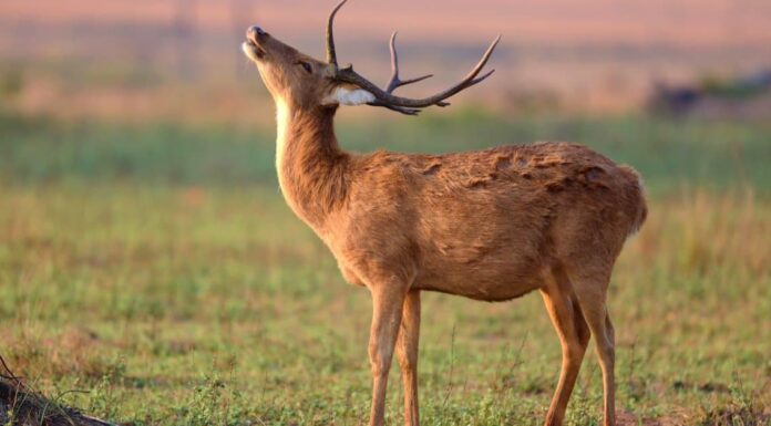 Cervo contro cervo: qual è la differenza?
