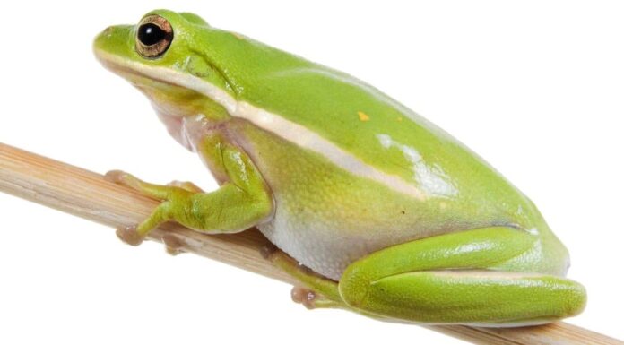 Le raganelle sono velenose o pericolose?
