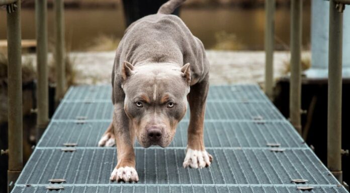 A Antibiotics (and Alternatives) for Dogs: Reviewed