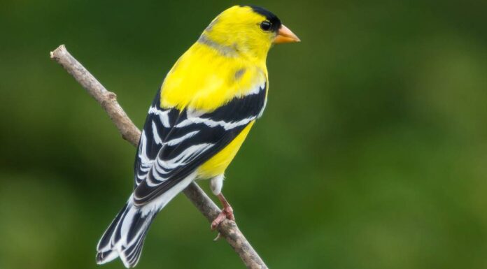  Cosa mangiano i cardellini?  17 cibi che amano
