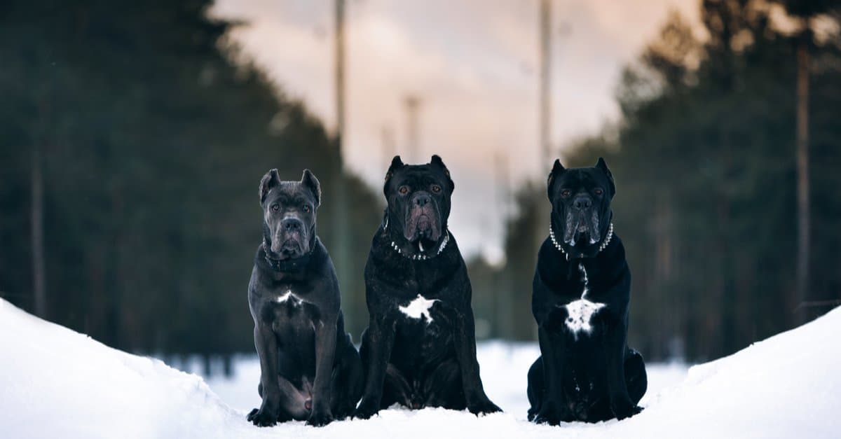 Presa Canario VS Cane Corso: quali sono le principali differenze?