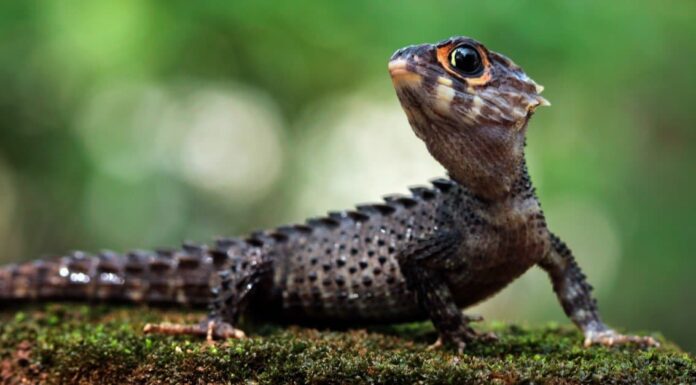 Tutto da sapere sulle lucertole dalla coda blu
