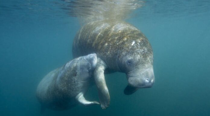 Manatee Vs Walrus: quali sono le differenze?

