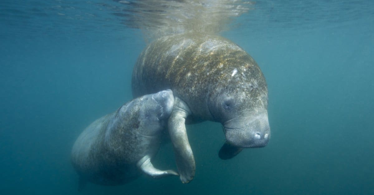 Manatee Vs Walrus: quali sono le differenze?